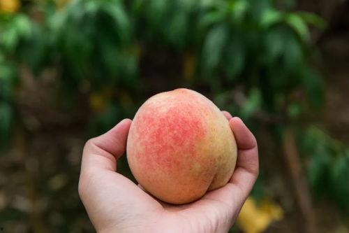 梦见吃桃吃小瓜啥意思,桃与小瓜的寓意与象征