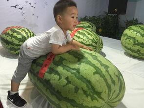 澄海吃瓜事件,一场网络舆论的风暴与反思