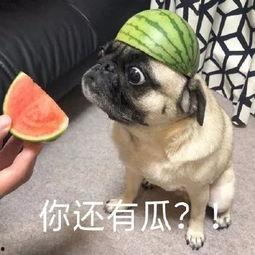 吃瓜的眼泪,揭秘娱乐圈的喜怒哀乐