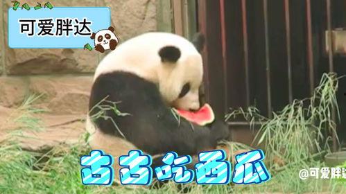熊猫在线吃瓜