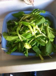 长期吃吊瓜好吗,健康益处与注意事项揭秘