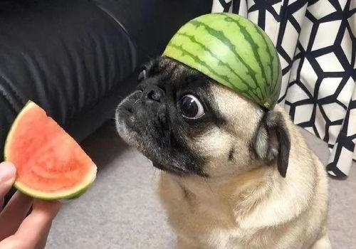 吃瓜老奶奶表情包,吃瓜老奶奶表情包背后的欢乐时光